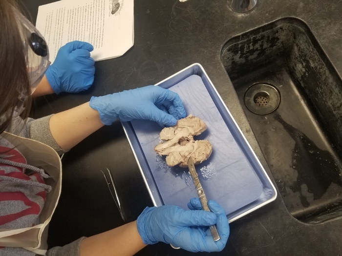 Sheep brain specimen 