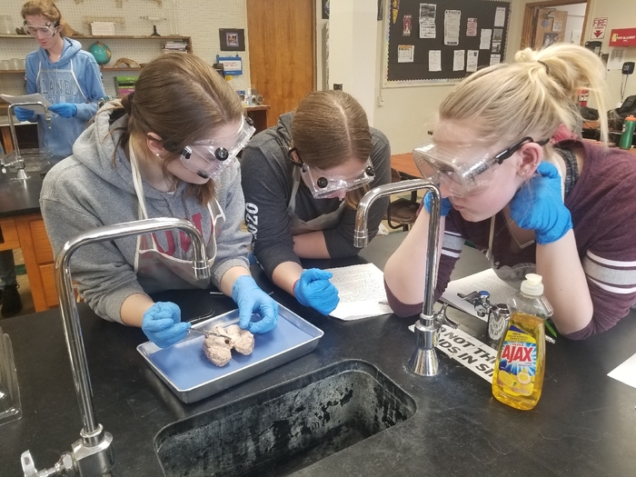 Students examining a sheep brain!