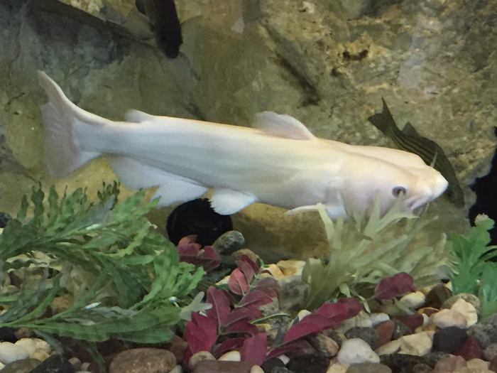 Meet Casper! We learned that this albino channel catfish was a gift to the Spirit Lake hatchery from a hatchery in southern Iowa.